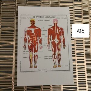 French Language Single Postcard Art - Vintage Anatomy - Muscular System A16